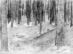 Piet Mondrian  Wood with Beech Trees - Drawing c. 1899